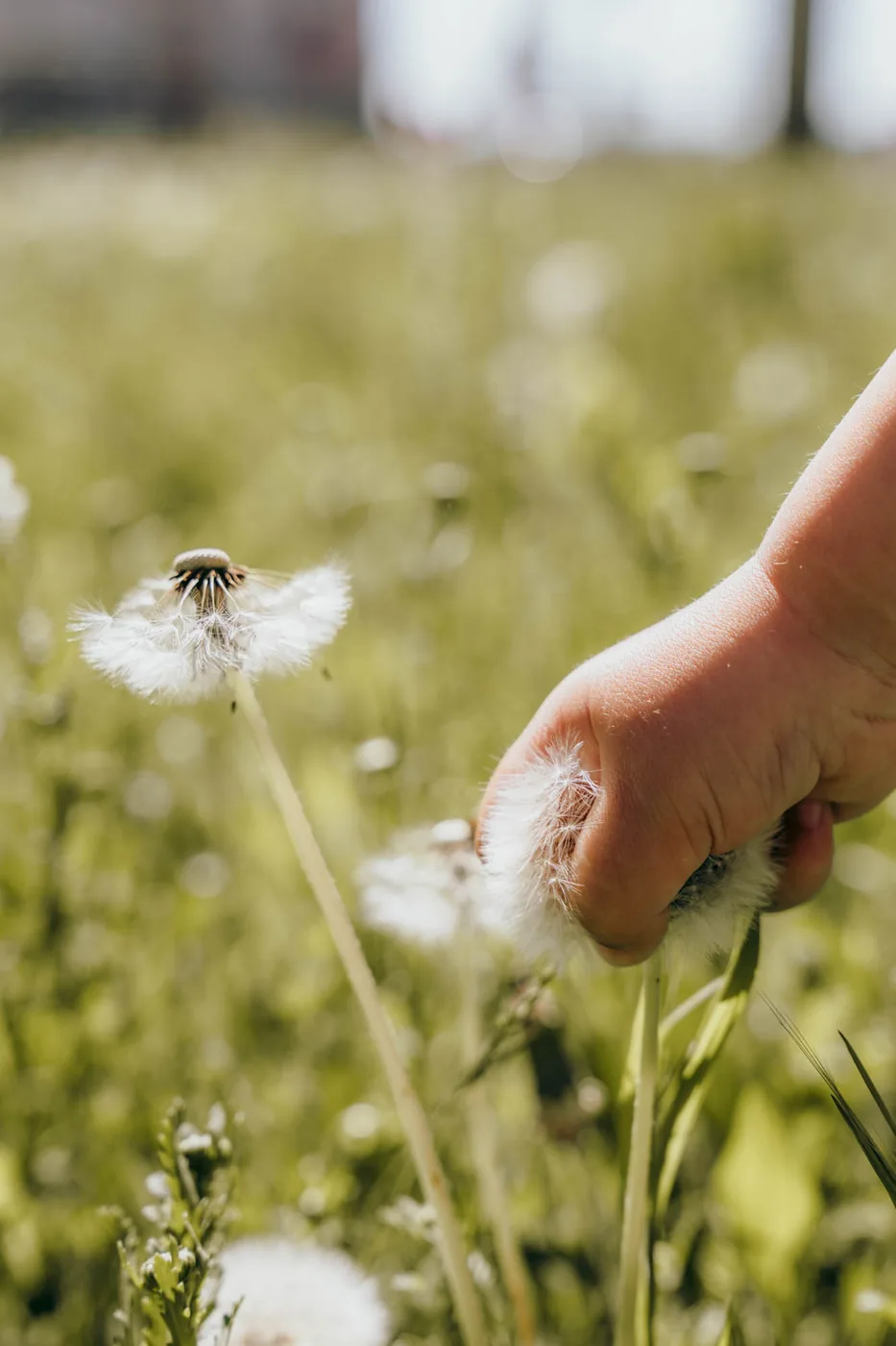 Familienfotos München – Kinderhand mit Pusteblume